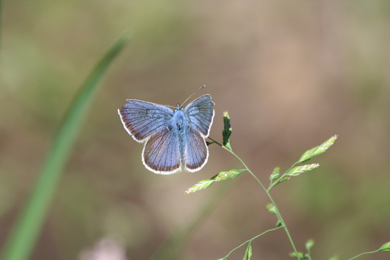 Cyaniris semiargus